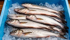 ����� �������� ���� ���� � ������ �� ������������ �� ������ ��� �����